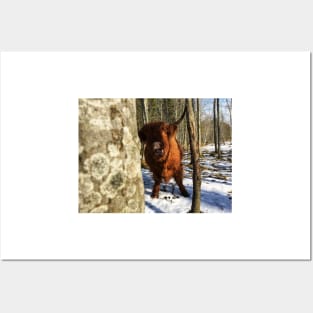 Scottish Highland Cattle Cow 2346 Posters and Art